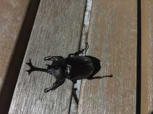 IMG 2271 300x225